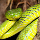 Cameron Highlands Pit Viper