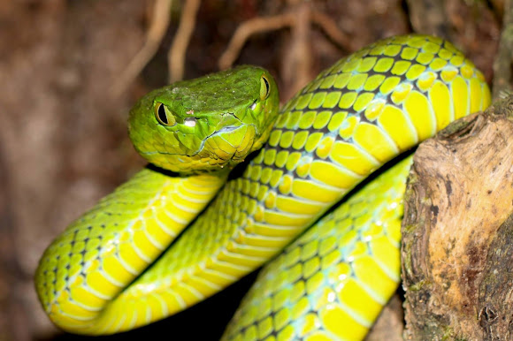 Cameron Highlands Pit Viper