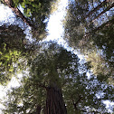 Coast Redwood