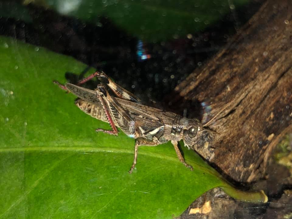 Red-legged Grasshopper