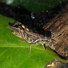 Red-legged Grasshopper