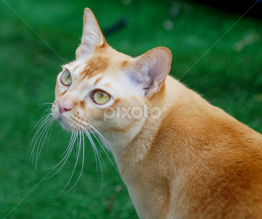 Burmese Cat | Portraits Animals | Pixoto