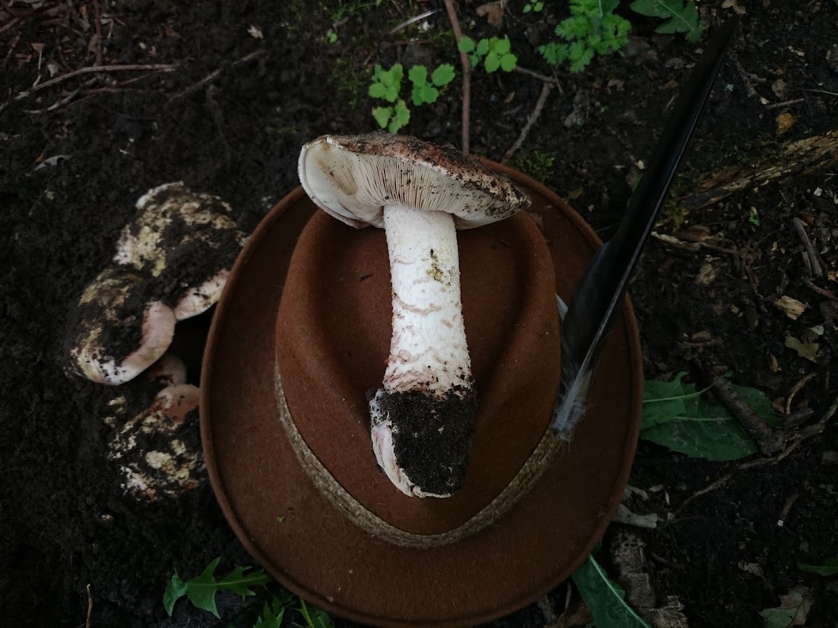 Allopsalliota (Agaricus) geesterani/Toverchampignon