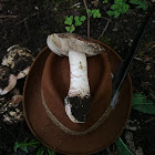 Allopsalliota (Agaricus) geesterani/Toverchampignon