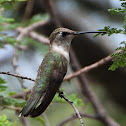 Broad-billed hummingbird (female)