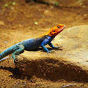 Agamas