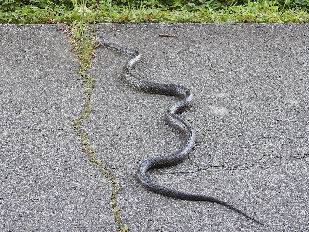 Black Rat Snake