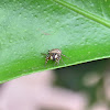 Jumping spider