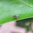 Jumping spider