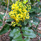 Oregon Grape