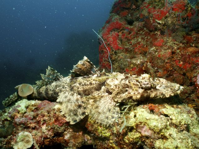 Crocodilefish