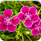 Item logo image for Pink Flowers