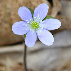 Round-lobed Hepatica