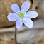 Round-lobed Hepatica