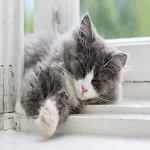 Cover Image of Скачать Cat Sleep Music 1.4 APK