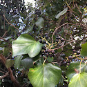 Blackgum Tree