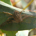 Southern Grey Huntsman - female