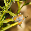 Western Pygmy Blue