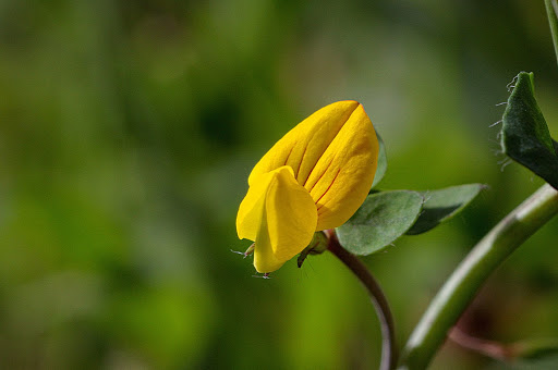 Lotus pedunculatus