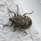 Rough Stink Bug