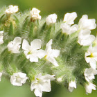 European heliotrope