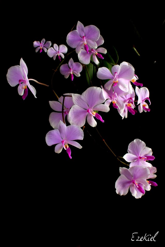 Phalaenopsis lowii - Page 3 ZnhV-_G19yaRdAmp9DjBFIajNKgIGZxWOOaue4MsMgUZlS0960fjxl1CgZqaI7vpbz4Xrddk6Abfhhc2GMWiHR5iBRsr1HXe-AulENdF4GsoiYqYh2odu-_q1t6s7XSfTqVxfXVIDGWQWrZhjWR-ZZkcDKvFhJQlWJ4UJ96klMNbmkmZHSBARjjTADLSTmJRmyREspJBRzP6bXK5G_ylycRAUwUPeocP2pzyRio29dMrz-ay-6f2Er9N1PLkoI-WSJvzaw6LUAI_Zo7O_LbTCfXxqmNI9zI1-5pEKv9_xCJOypqTXHGye14bPCGnG2lzImqfNzSd2a-9ihBxi60XTb2PGVwWx2-eRCiSDu0MdQ66p-CrU1ptVwO1EGxNYll2rkUtB3VZ9c3vi2cYLvs9UKHNg5PSVTD_B-pnz5hsql2oQJ4ZXKG2SyiFlfmwxrDe9wOCRLHVt5qYNbh4vKd7hbKnSWq-6_d07jdq6EI15q9ycJaOqKi2waHcGK81XNJdo7N0DC4_VUNRSUFL76AUPpT-kCp1uY0HyT71nHk6Qx81Rgoyk2AbnfRxnNQsMaXttJ2c=w637-h955-no