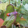 Ladybug and Stink Bug