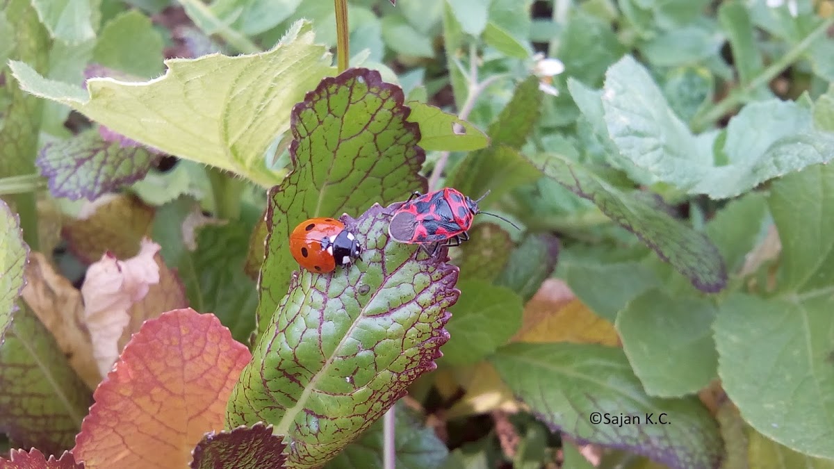 Ladybug and Stink Bug