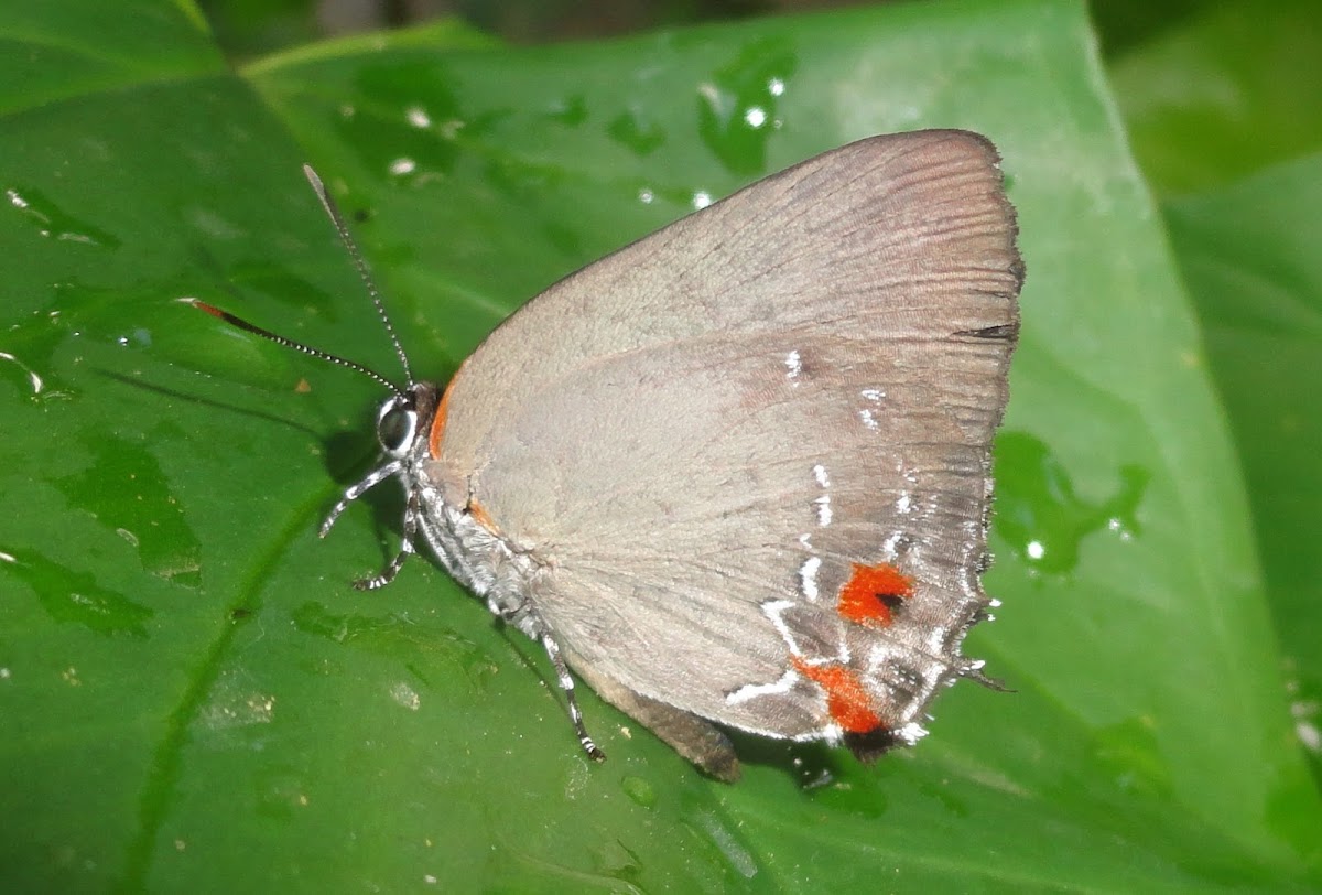 Olynthus Butterfly