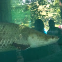 Arapaima