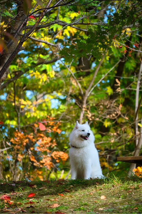 CLAシューティングブレークの写活・森林公園・円山公園・旭山記念公園に関するカスタム事例の投稿画像12枚目