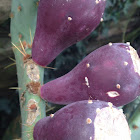 Prickly Pear Cactus