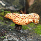 Dryad's Saddle