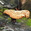 Dryad's Saddle