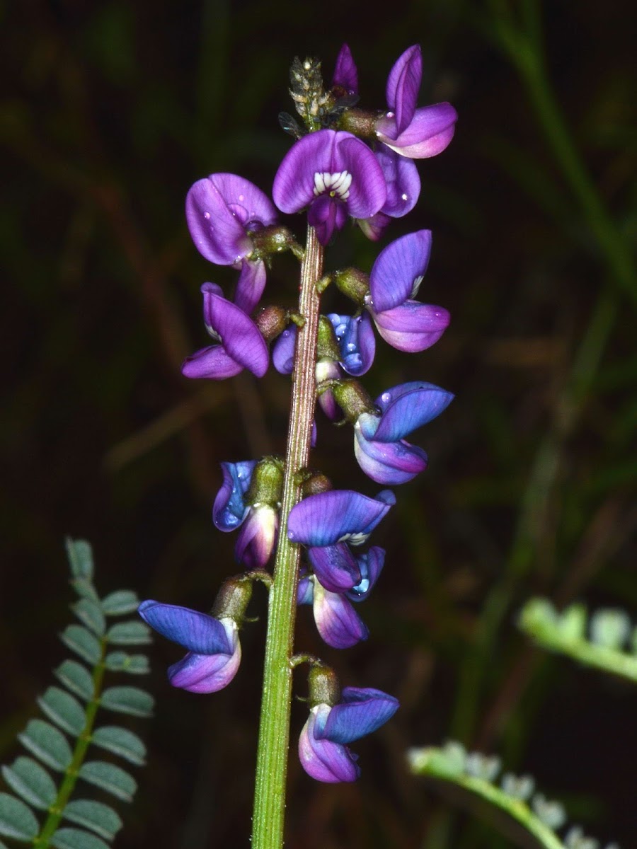 Small Leaf Swainson Pea