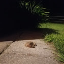 American Toad