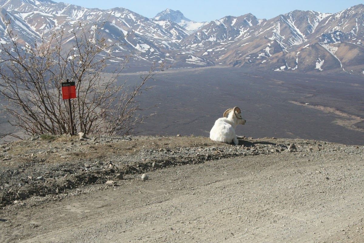 Dall sheep