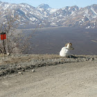 Dall sheep