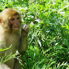 Rhesus monkey