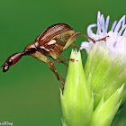 Leaf Rolling Weevil