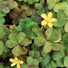 Woodsorrel