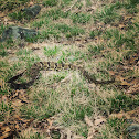 Timber Rattlesnake