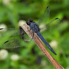 Slaty skimmer (male)