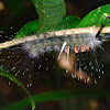 Caterpillar