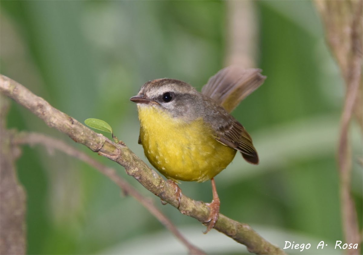 Golden-crowned Warbler