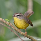 Golden-crowned Warbler