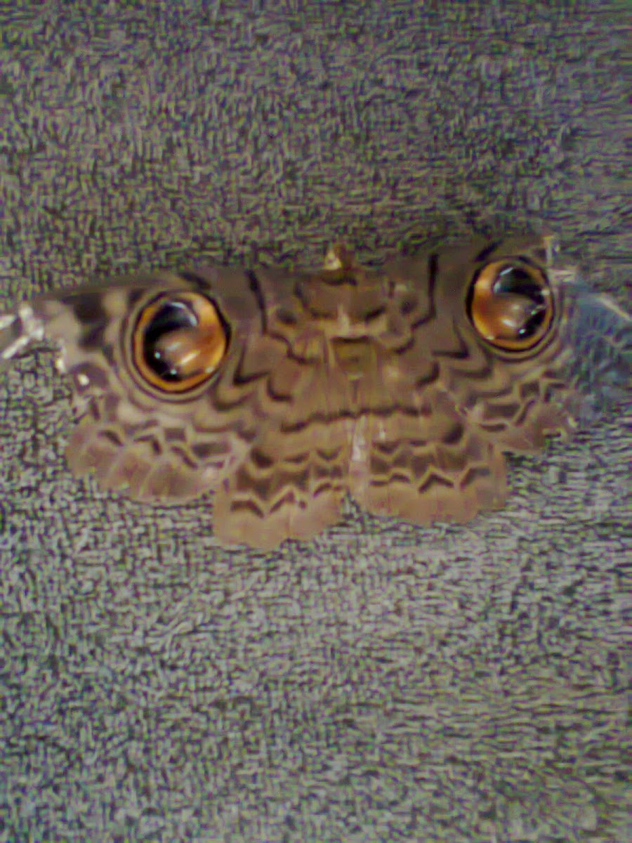 OWL MOTH