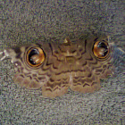 OWL MOTH