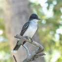 Eastern Kingbird