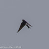 House Martin; Avión Común